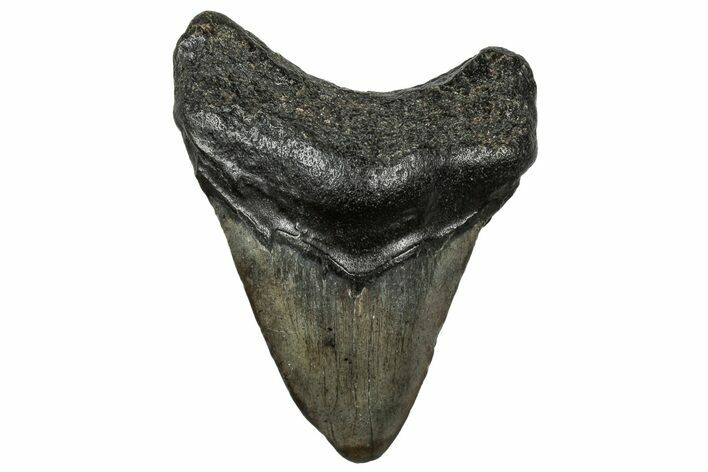 Juvenile Megalodon Tooth - South Carolina #321427